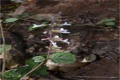 Orthosiphon pallidus